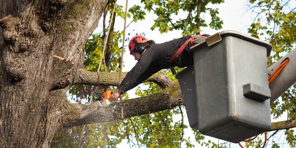 Tree Removal Services